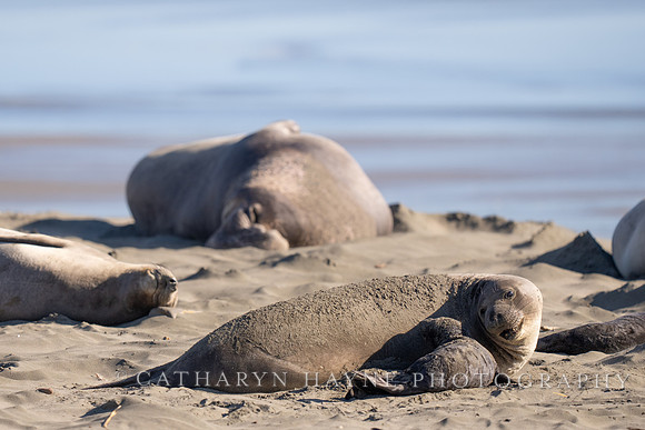 Elephant Seal Cub, Drakes Beach