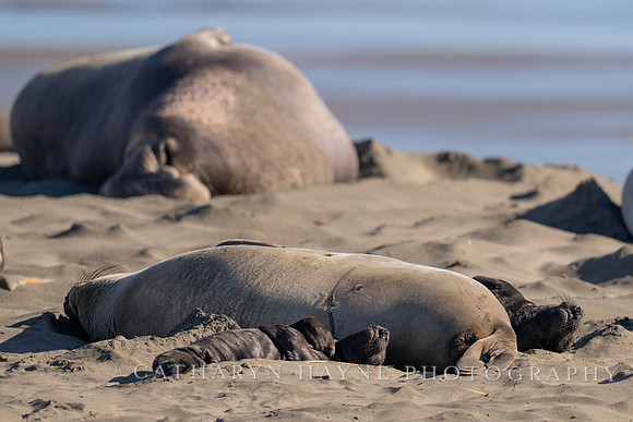 Elephant Seal Cub, Drakes Beach