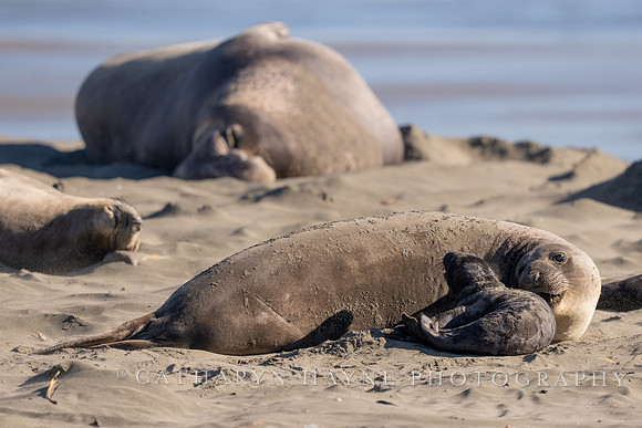 Elephant Seal Cub, Drakes Beach