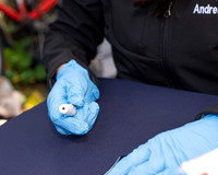 UCSF Carnaval